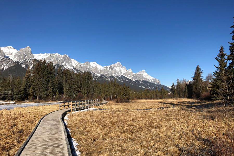 A path making it's way through a field and up towards a row of trees.